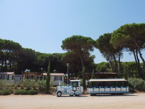 Pineta sul Mare 2012 037
